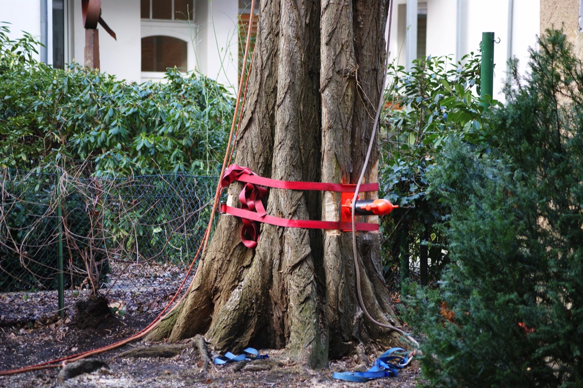 Baumfällarbeiten in Wohngebieten