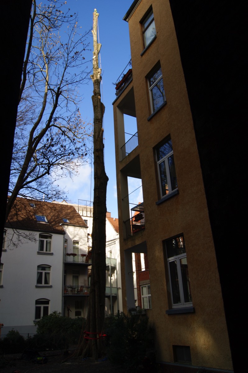 Baumfällarbeiten in Wohngebieten