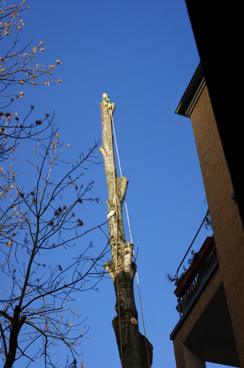 Baumfällarbeiten in Wohngebieten